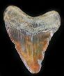 Red Juvenile Megalodon Tooth - North Carolina #24404-1